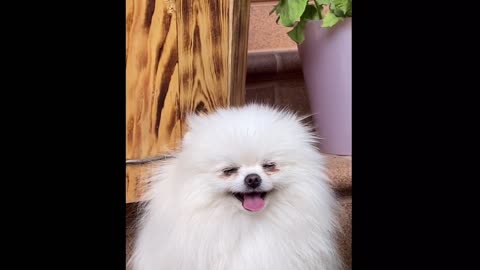 very cute and funny dog