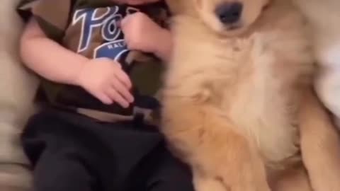 cute dog puppy with baby loving video,like it....