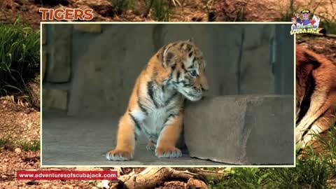 Interesting Facts About Tigers in 2020-Kids Educational Video