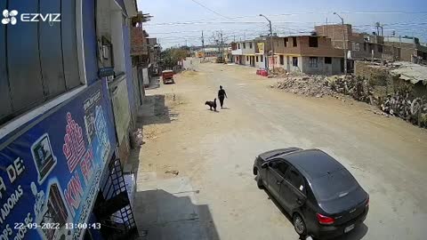Dog Plummets Out of Window in Peru