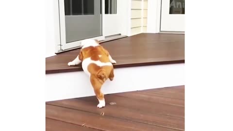 Canine Comedy Bonanza: Dogs Gone Silly!"