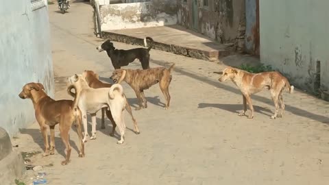 dog fight on road | dog lovers | 1 female dog vs 8 dog fight