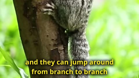 This is the Finger Monkey - Meet Pygmy Marmoset