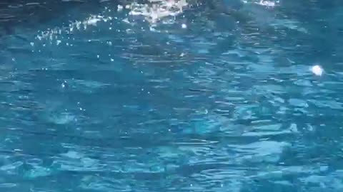Lizard Surprises Hotel Guests as It Joins Them for a Swim