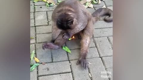 Funny Monkey Memes Animals Videos 2021 Amazing Animals