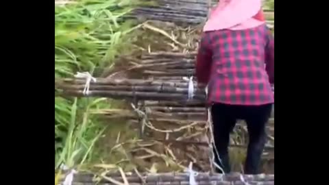 Purple Sugarcane farming #agriculture #farming