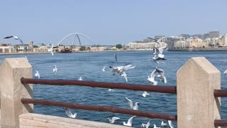 Seagulls Dubai