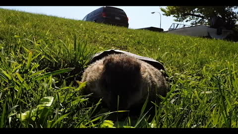 Groundhog stands like a human to check for his shadow