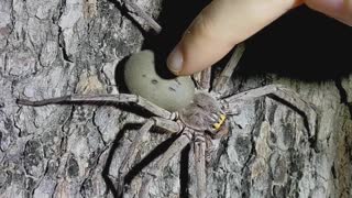 A Huntsman Spider Gets A Gentle Pat