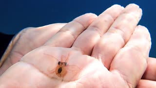 Tiny Octopus Saved From Plastic Bottle