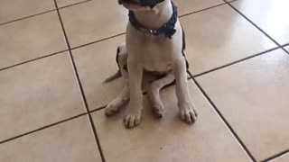 Cute puppy-cow