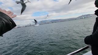 I sea birds