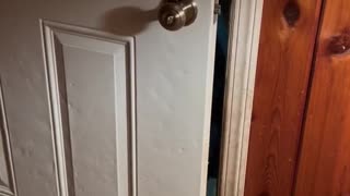 Polite Bear Closes the Door Behind Him
