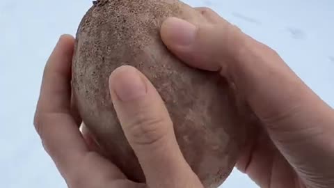 The sapodilla in this video was grown and harvested at our farm in South Florida 🌴