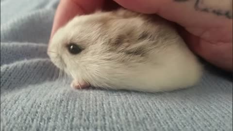 SupeR SQUISHY HAMSTERI