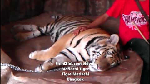 Mariachi Tiger - Tigre Mariachi #Bangkok #Thailand #Thai #fitinizini #fitinizinicom #mariachitiger