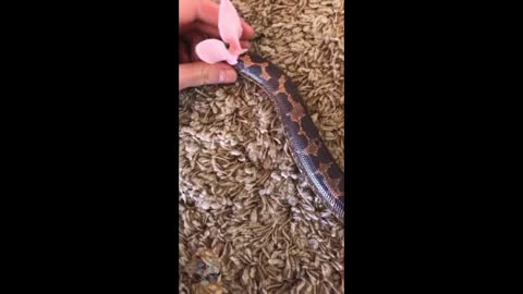 Snakes Can Be Soo Cute Too - Funny Snake Videos 2021 | Funny Pets ...