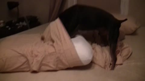 Dog loves new memory foam pillow