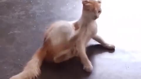 Cat is fighting his own fight in a cute way.