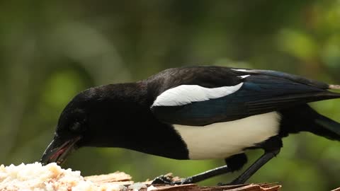 Magpie eating show