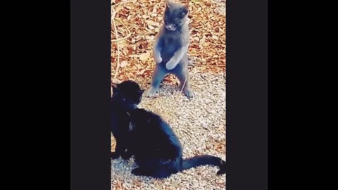 Cat playing with pet dog cute pets