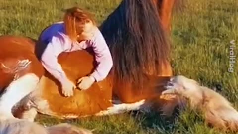 Funny Horse Videos - Try Not To Laugh [BEST OF 2024]