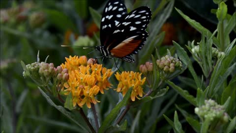 Monarch butterfly eating nectar in flowers