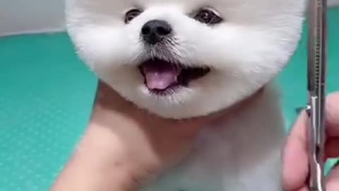 Cute & funny Dog
