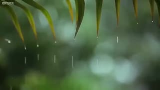 Relaxing Soft Rain Sounds with Piano Music, Peaceful, Sleep Music