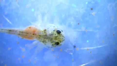 Feeding the newly hatched brine shrimp to the baby axolotls and seeing them consume