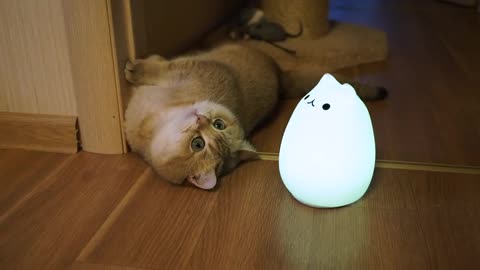 Cat Lamp & Hosico
