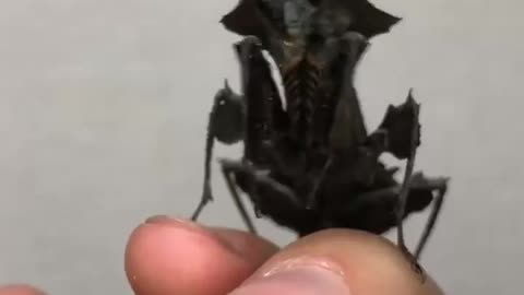 Black Praying Mantis
