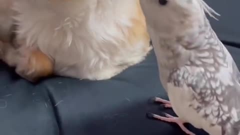 A puppy is annoyed by a parakeet
