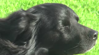 Dog majestically enjoys wind in face