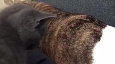 Kitten playing with dogs ears