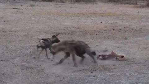 Solo Lone wild dog vs Hyena- Animal world