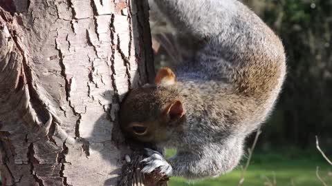 How cute is this squirrel
