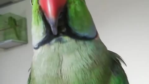 Meenu parrot talking in Tamil || 1 M views
