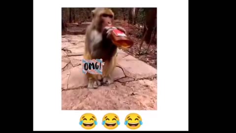 Funny monkey videos 😂🐒 funny monkey's react drink & can't move😭😅 funny animal Part 12