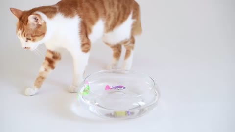 Cat playing fish toys