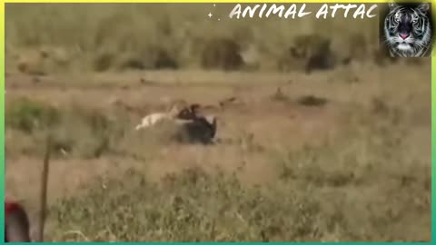 Masaais Fight Lion
