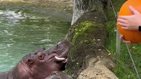 Feeding hippo