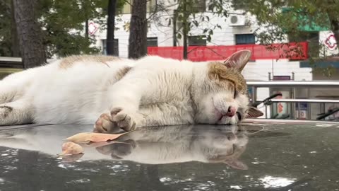 Fearless Feline Snoozes on Car Roof, Ignoring Passersby!
