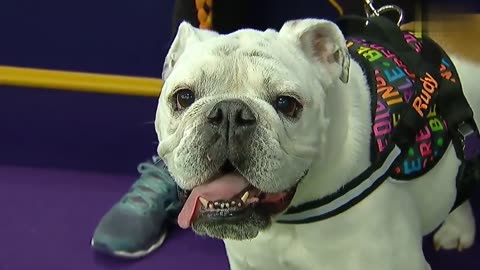Watch Rudy the Bulldog crush the WKC Masters Agility course!