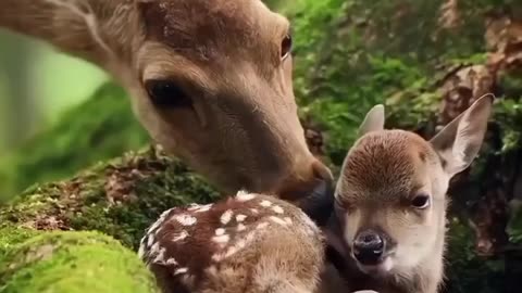 Deer smooching her baby ..