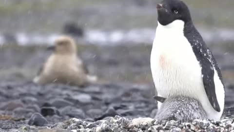 Penguin and Skua