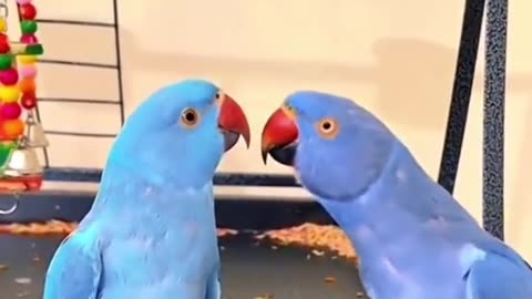 Funny parrots