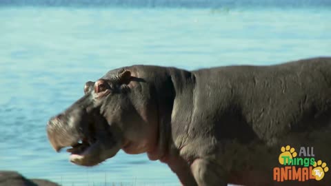 HIPPO/ Animals For Kids/ All Things Animal TV
