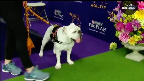 Watch Rudy the Bulldog crush the WKC Masters Agility course