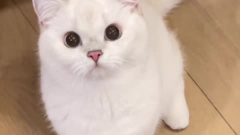 Cute Cat's and dogs funny video